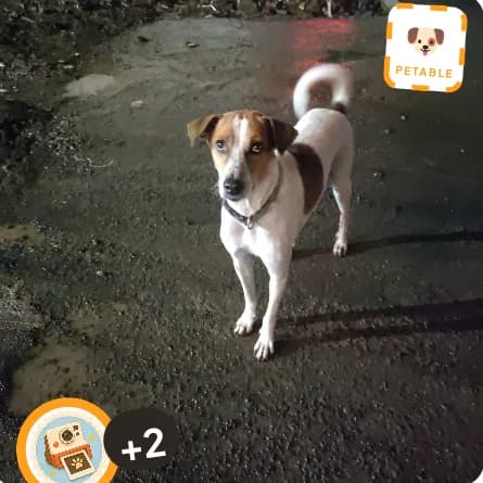 Biscuit, a street dog, photographed at night on a wet road