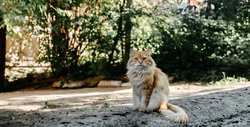 Toast, a fluffy golden cat, sitting in dappled sunlight on a quiet street